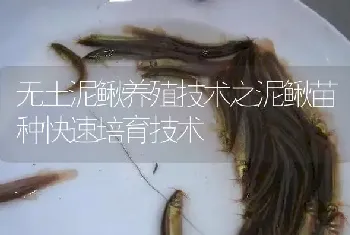 无土泥鳅养殖技术之泥鳅苗种快速培育技术