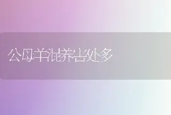 公母羊混养害处多