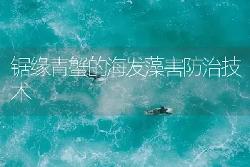 锯缘青蟹的海发藻害防治技术