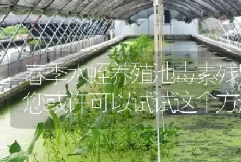 春季水蛭养殖池毒素残留?您或许可以试试这个方法