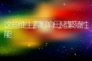 这些维生素影响母猪繁殖性能