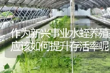 作为新兴事业水蛭养殖基地应该如何提升存活率呢