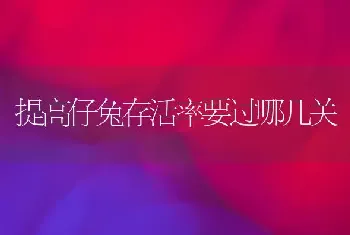 提高仔兔存活率要过哪几关