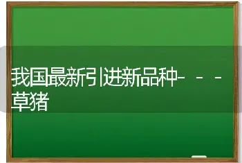 我国最新引进新品种---草猪