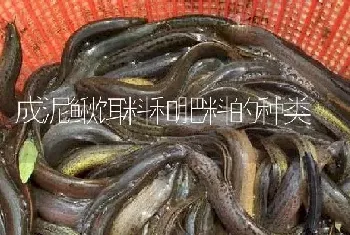 成泥鳅饵料和肥料的种类