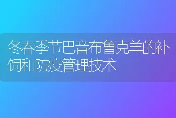 冬春季节巴音布鲁克羊的补饲和防疫管理技术