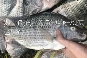 罗非鱼流水养鱼池的结构怎么建造