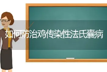 如何防治鸡传染性法氏囊病