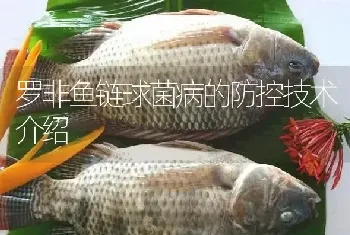 罗非鱼链球菌病的防控技术介绍