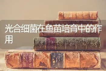 光合细菌在鱼苗培育中的作用