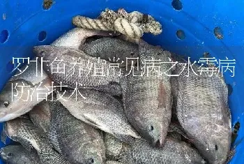 罗非鱼养殖常见病之水霉病防治技术