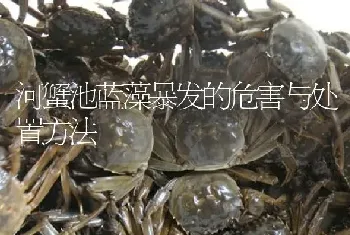 河蟹池蓝藻暴发的危害与处置方法