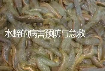 水蛭的病害预防与急救