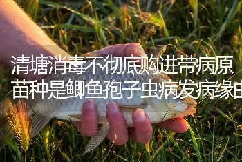 清塘消毒不彻底购进带病原苗种是鲫鱼孢子虫病发病缘由