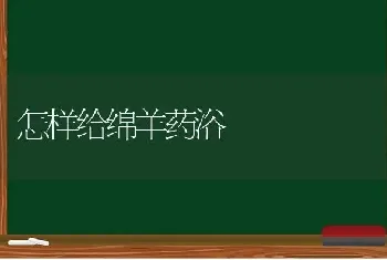 怎样给绵羊药浴