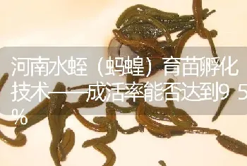 河南水蛭(蚂蝗)育苗孵化技术——成活率能否达到95%