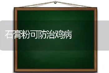 石膏粉可防治鸡病