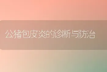 公猪包皮炎的诊断与防治