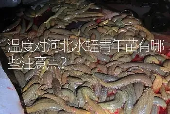 温度对河北水蛭青年苗有哪些注意点?