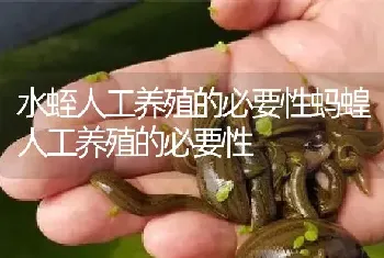 水蛭人工养殖的必要性蚂蝗人工养殖的必要性