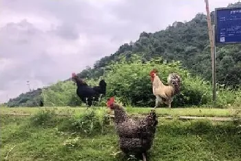 散养鸡的常见病及防治 散养鸡养殖技术要点