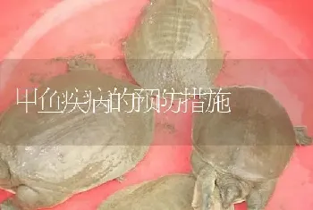 甲鱼疾病的预防措施