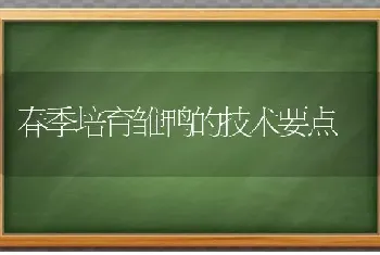 春季培育雏鸭的技术要点