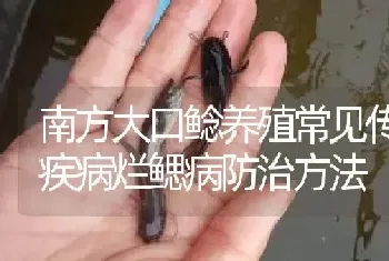 南方大口鲶养殖常见传染性疾病烂鳃病防治方法