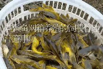 黄颡鱼网箱养殖的饲喂管理注意事项