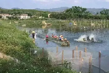 鳜鱼孵化、水花培育操作流程,关键要点都在这了