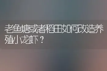 老鱼塘或者稻田如何改造养殖小龙虾?