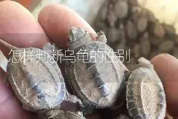 怎样判断乌龟的性别