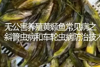 无公害养殖黄颡鱼常见病之斜管虫病和车轮虫病防治技术