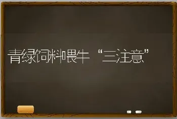 青绿饲料喂牛“三注意”