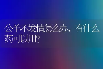 公羊不发情怎么办,有什么药可以用?