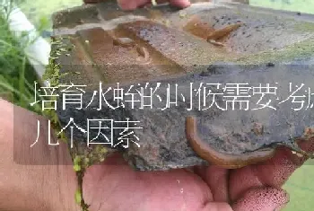 培育水蛭的时候需要考虑哪几个因素