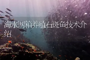 海水网箱养殖石斑鱼技术介绍