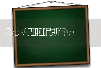 悉心护理睡眠期仔兔