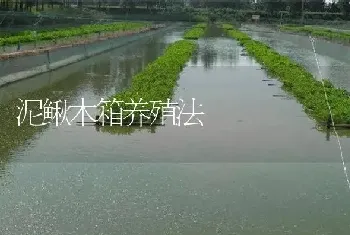 泥鳅木箱养殖法