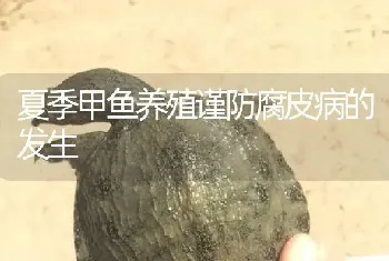 夏季甲鱼养殖谨防腐皮病的发生