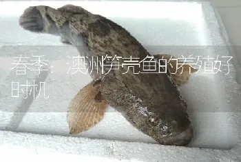 春季：澳洲笋壳鱼的养殖好时机