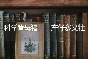 科学管母猪  产仔多又壮