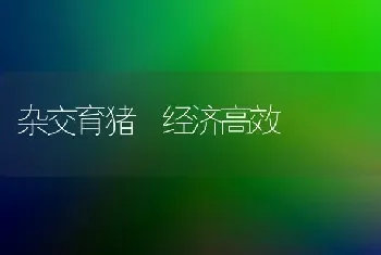 杂交育猪 经济高效