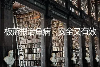 板蓝根治鱼病 安全又有效