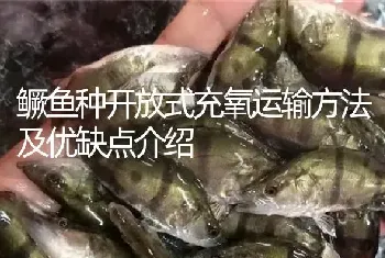 鳜鱼种开放式充氧运输方法及优缺点介绍