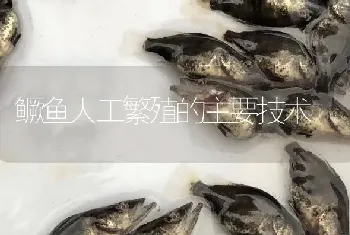 鳜鱼人工繁殖的主要技术