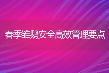 春季雏鹅安全高效管理要点