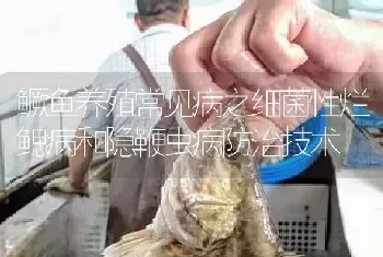 鳜鱼养殖常见病之细菌性烂鳃病和隐鞭虫病防治技术