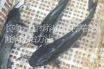 长吻鮠江团养殖常见病锚头鳋病防治方法