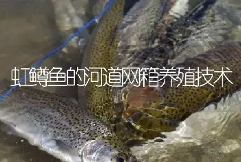 虹鳟鱼的河道网箱养殖技术